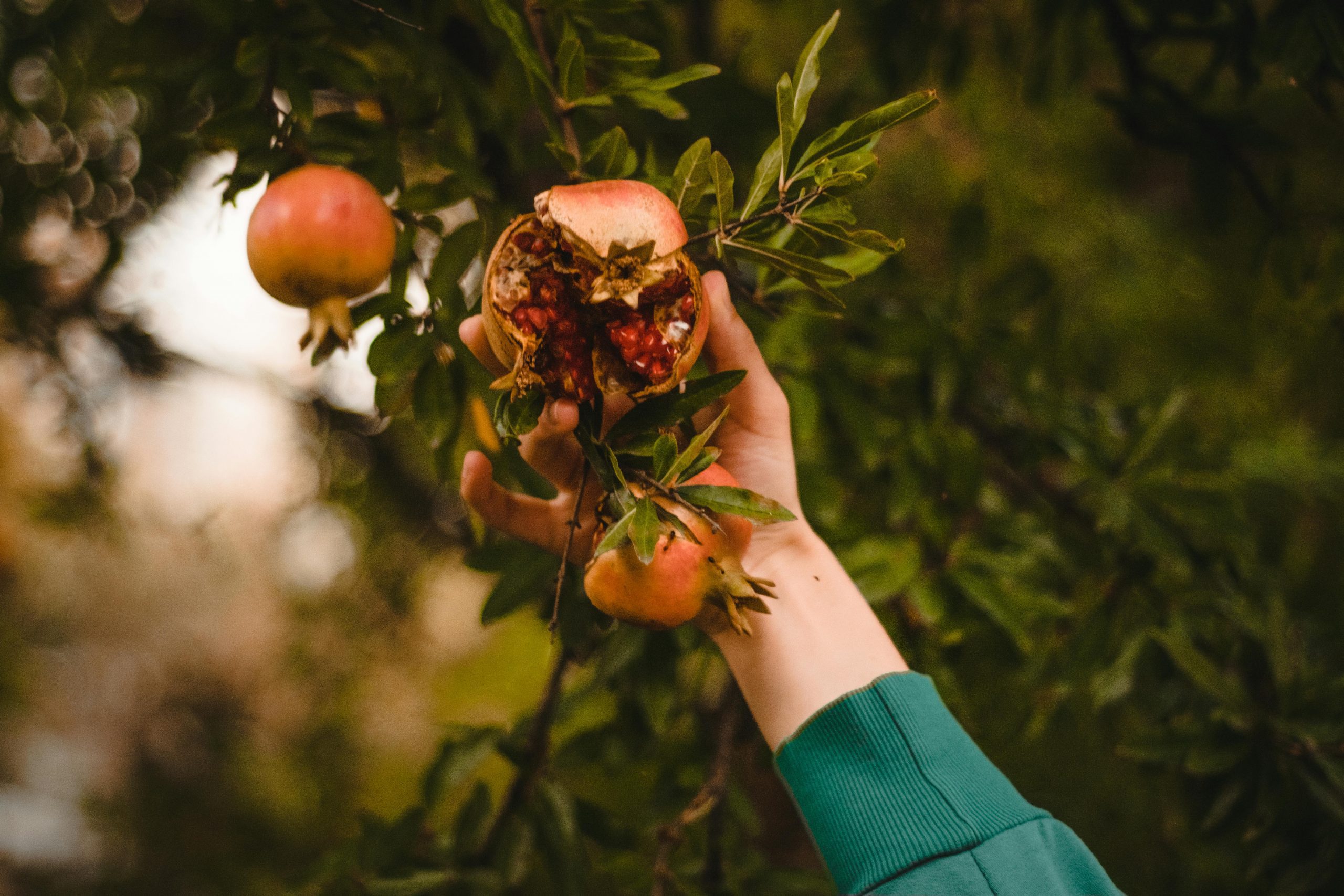 food-together-bio-granatapfel-kiste-sonnengereift image 4
