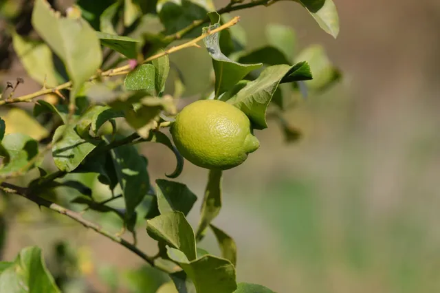 food-together-bio-zitronen-kiste-aus-kreta-unbehandelte-bio-zitronen image 1