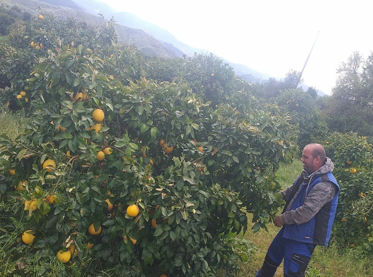 food-together-bio-orangen-kiste-aus-kreta image 4
