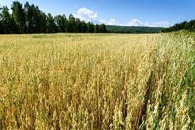 food-together-bio-haferflocken-gro-blatt-heidegold image 5