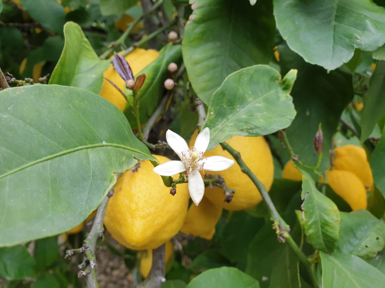 food-together-saisonale-bio-obstkiste-vom-erzeuger image 7