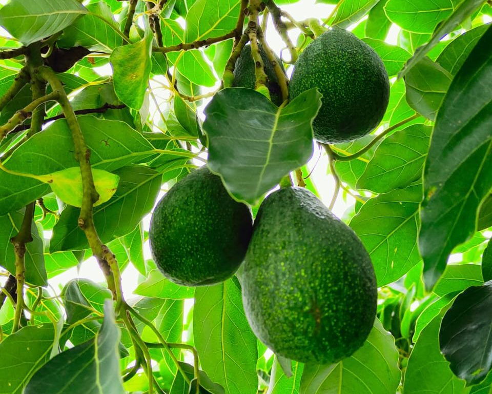 food-together-bio-avocado-orangen-kiste-avocados-und-orangen-aus-kreta image 2