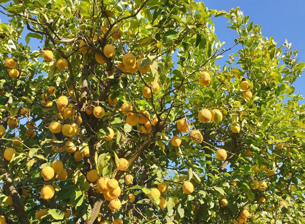 food-together-saisonale-bio-obstkiste-vom-erzeuger image 6
