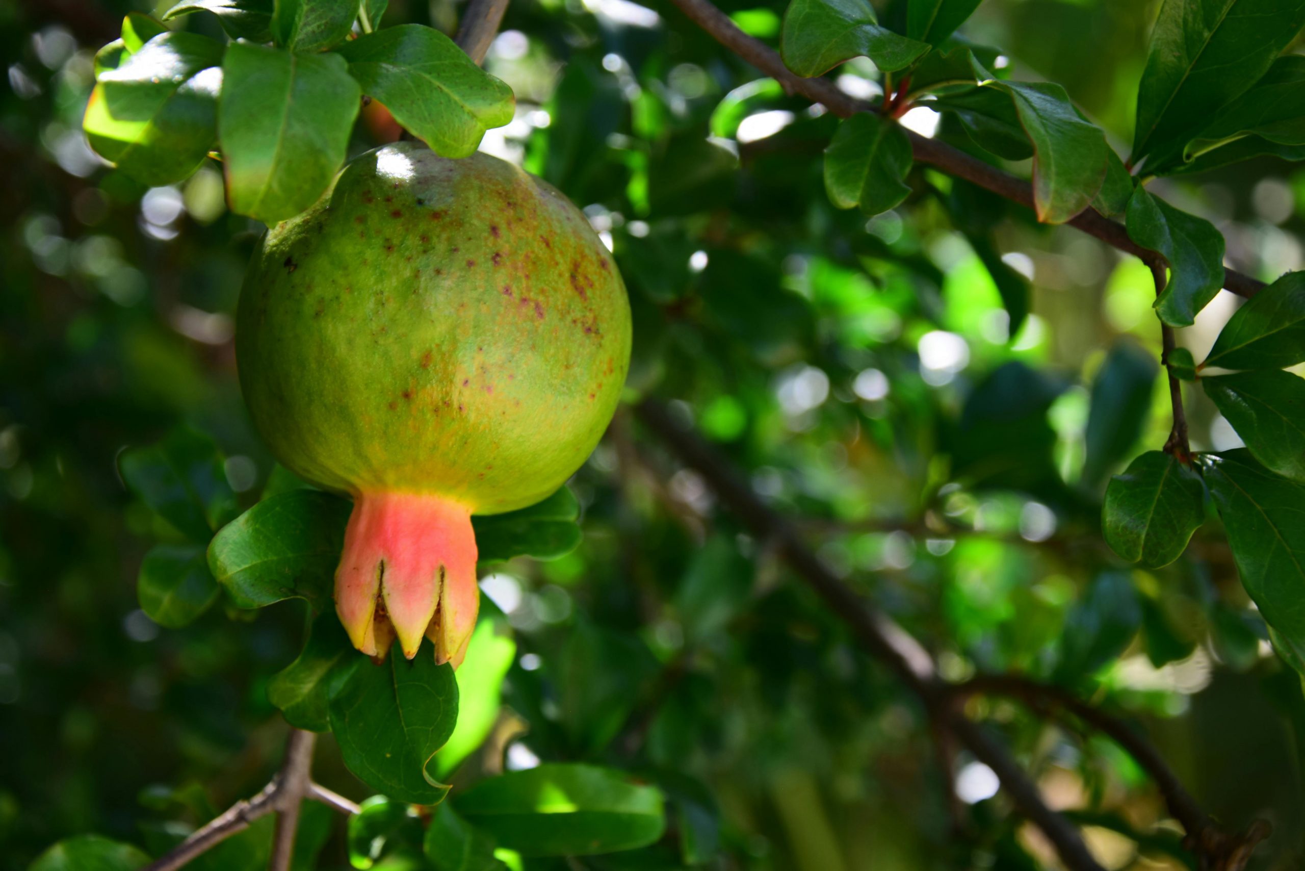 food-together-bio-granatapfel-kiste-sonnengereift image 3