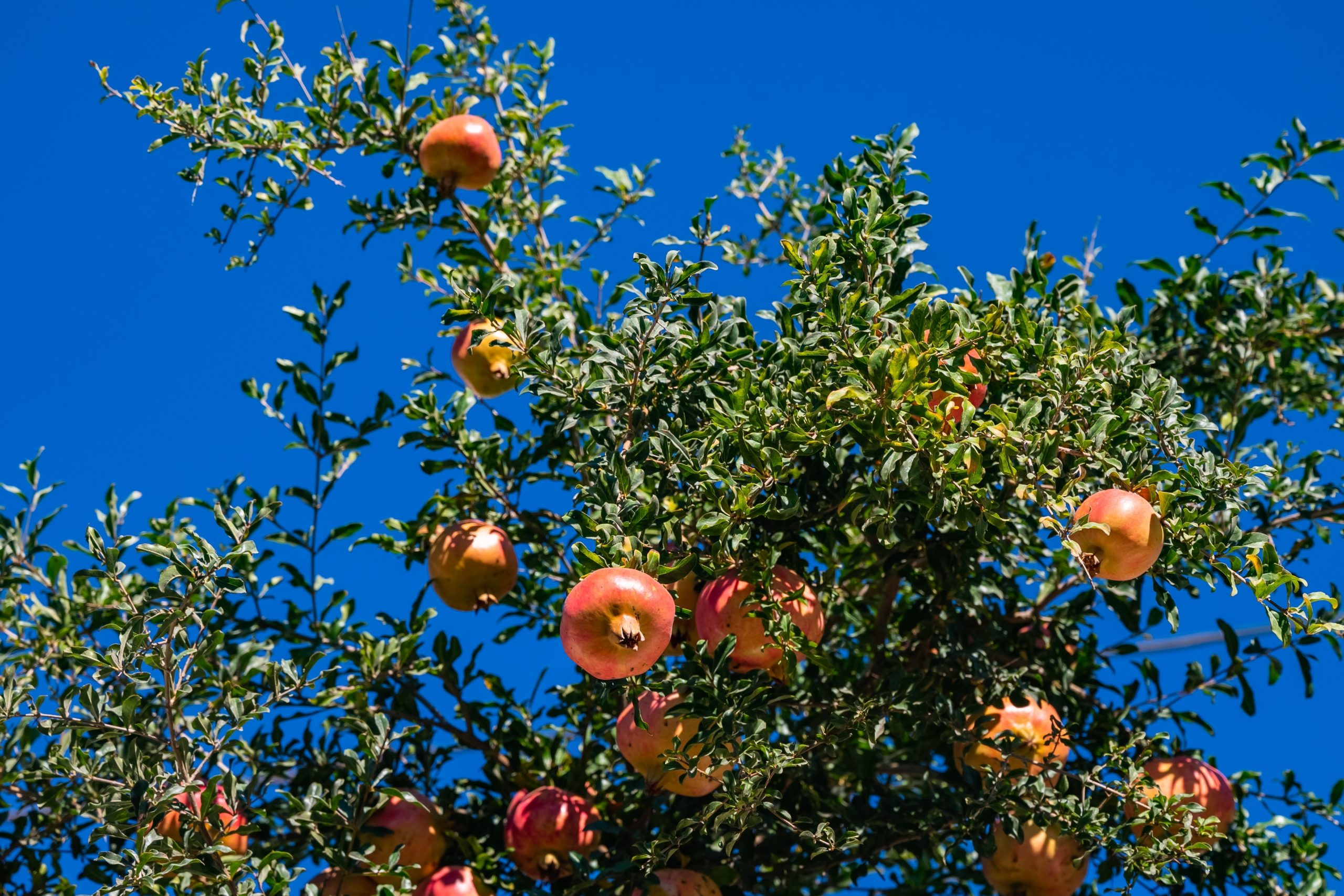 food-together-bio-granatapfel-kiste-sonnengereift image 2