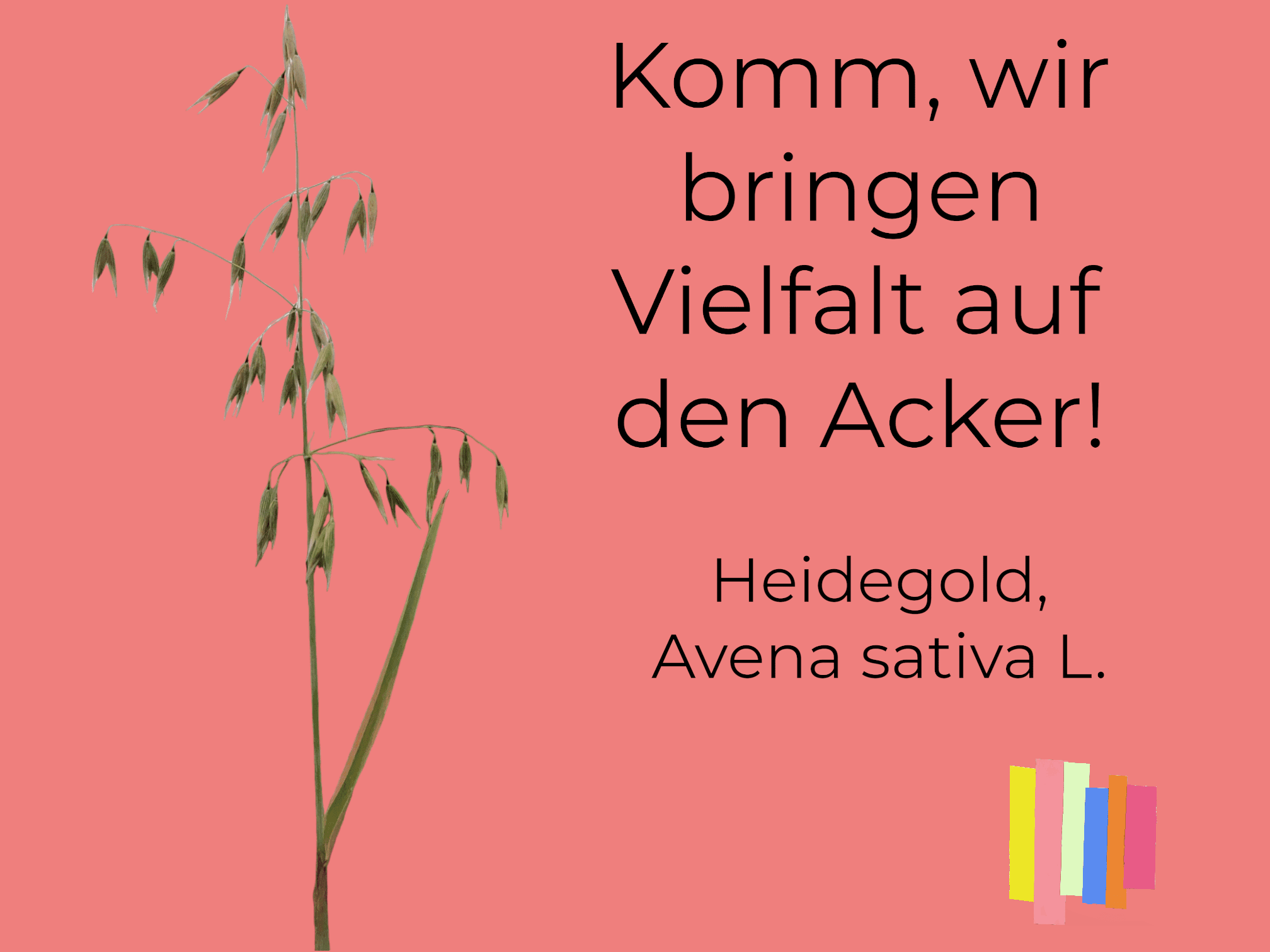 food-together-bio-haferflocken-gro-blatt-heidegold image 7
